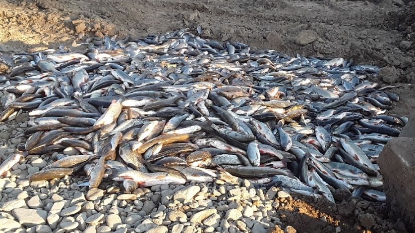 „Ryby jako sebevrazi vystřelovaly do kamenů,“ líčí rybáři u soudu k Bečvě